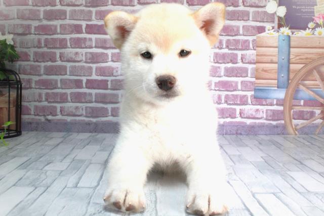 柴犬