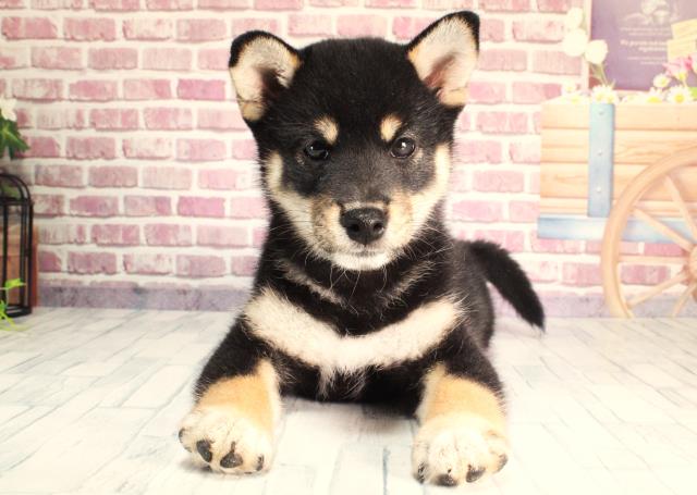 柴犬