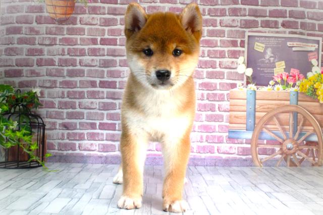 新潟県の柴犬 (Coo&RIKUイオンモール新発田店/2023年9月16日生まれ/女の子/レッド(赤))の子犬