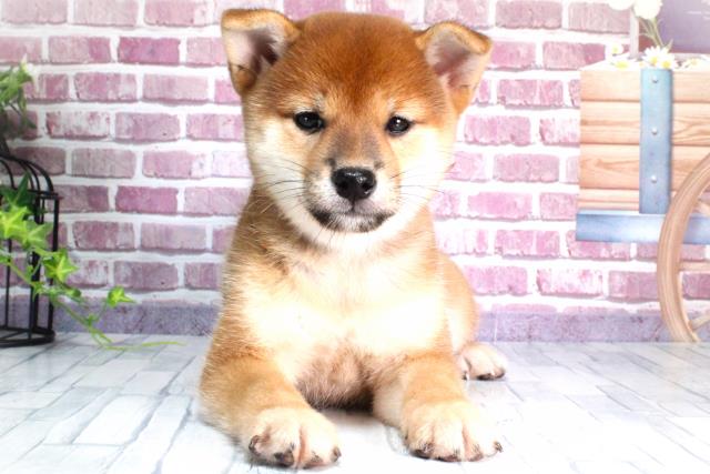 柴犬