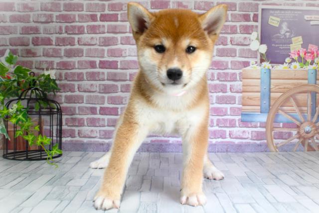 青森県の柴犬 (Coo&RIKU弘前店/2023年9月16日生まれ/女の子/レッド(赤))の子犬