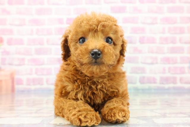 長野県のトイプードル (Coo&RIKU綿半権堂店/2023年9月13日生まれ/女の子/レッド(赤))の子犬