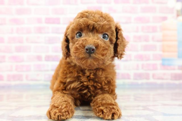 長野県のトイプードル (Coo&RIKU綿半上田店/2023年9月13日生まれ/女の子/レッド(赤))の子犬