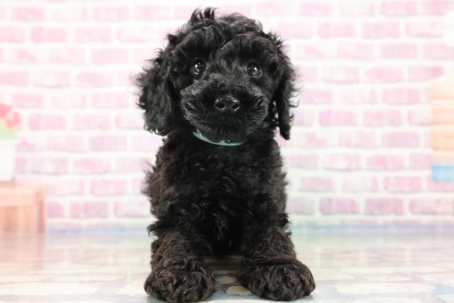京都府のトイプードル (Coo&RIKU舞鶴店/2023年9月10日生まれ/男の子/ブラック(黒))の子犬