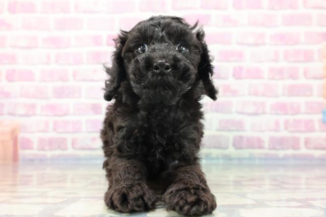 和歌山県のトイプードル (Coo&RIKU和歌山店/2023年9月10日生まれ/男の子/ブラック(黒))の子犬