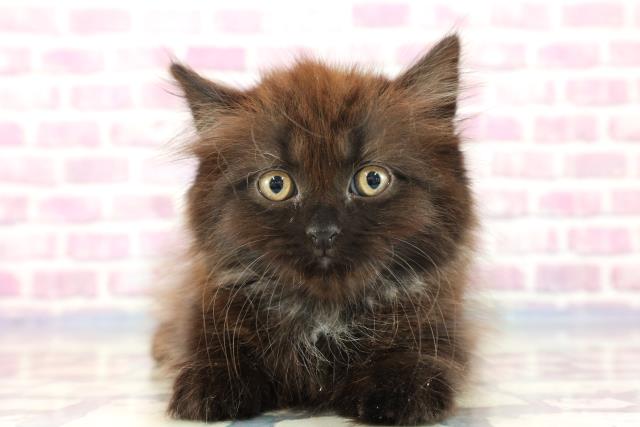 和歌山県のブリティッシュロングヘアー (Coo&RIKU和歌山店/2023年9月14日生まれ/男の子/チョコレート)の子猫