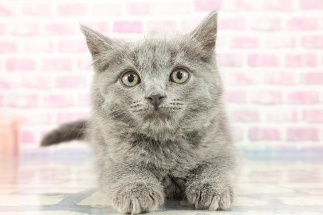 北海道のブリティッシュロングヘアー (Coo&RIKU釧路店/2023年9月15日生まれ/男の子/ブルー)の子猫