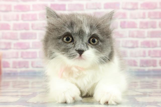 北海道のブリティッシュロングヘアー (Coo&RIKU帯広店/2023年9月15日生まれ/女の子/ブルーホワイト)の子猫
