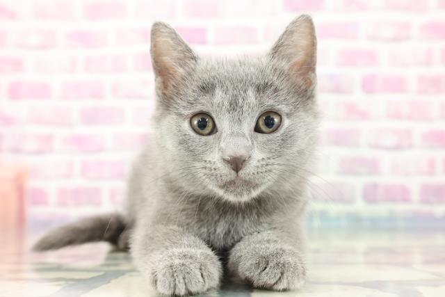 千葉県のシャルトリュー (Coo&RIKU木更津店/2023年9月9日生まれ/女の子/ブルー)の子猫