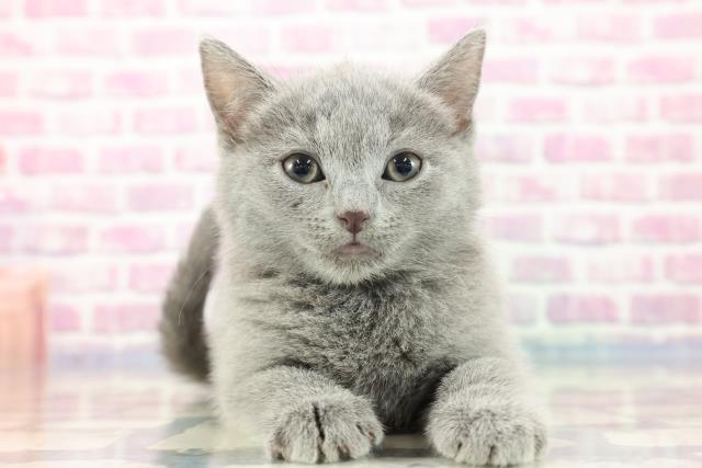 北海道のシャルトリュー (Coo&RIKU帯広店/2023年9月9日生まれ/女の子/ブルー)の子猫