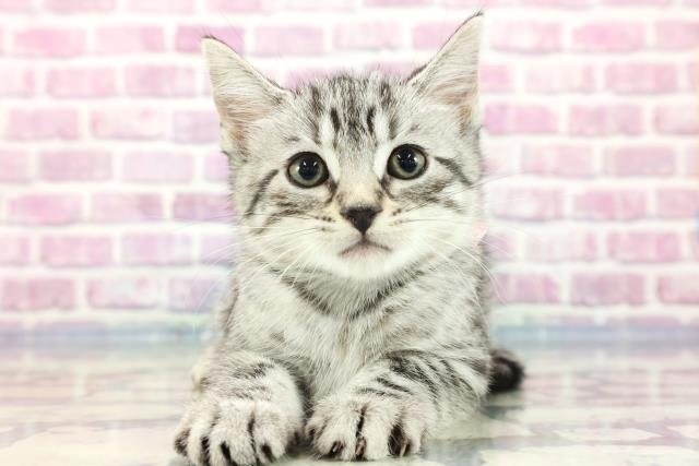 青森県のエジプシャンマウ (Coo&RIKU八戸店/2023年9月16日生まれ/女の子/シルバー)の子猫