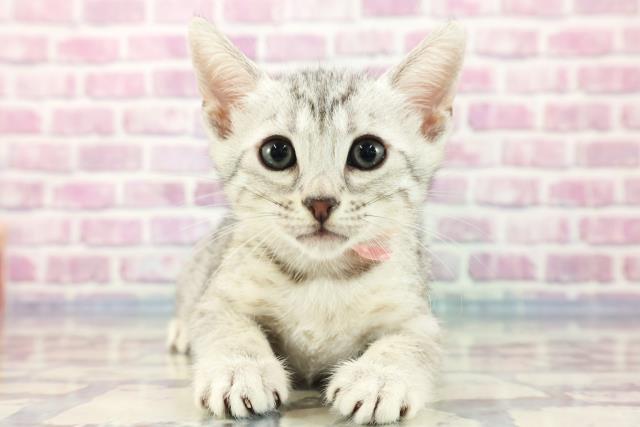 滋賀県のエジプシャンマウ (Coo&RIKU滋賀草津店/2023年9月16日生まれ/女の子/シルバー)の子猫