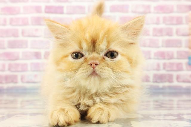 大阪府のエキゾチック (Coo&RIKU城東古市店/2023年9月15日生まれ/男の子/レッドタビー)の子猫