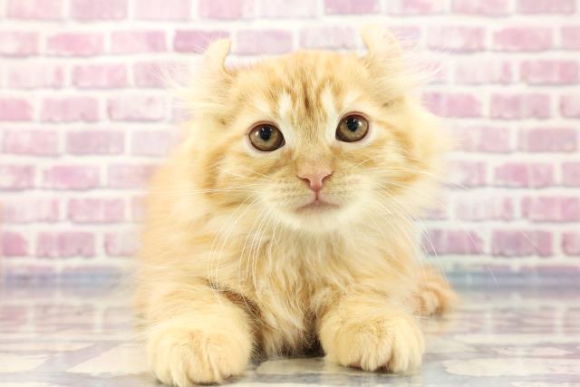 滋賀県のアメリカンカール (Coo&RIKU滋賀草津店/2023年9月14日生まれ/男の子/レッドタビー)の子猫