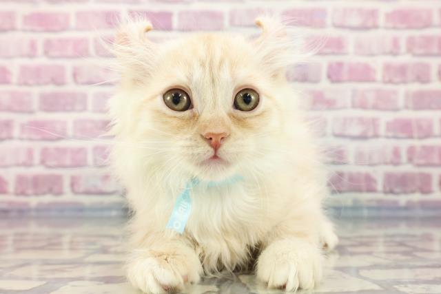 京都府のアメリカンカール (Coo&RIKU舞鶴店/2023年9月14日生まれ/男の子/カメオタビー)の子猫