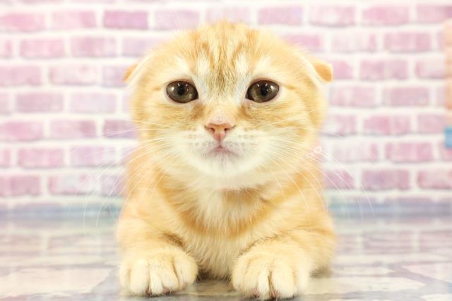 千葉県のスコティッシュフォールド (Coo&RIKU木更津店/2023年9月15日生まれ/女の子/レッドタビー)の子猫