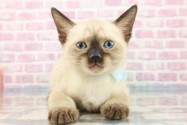 京都府のバーミーズ (Coo&RIKU舞鶴店/2023年9月14日生まれ/男の子/プラチナミンク)の子猫