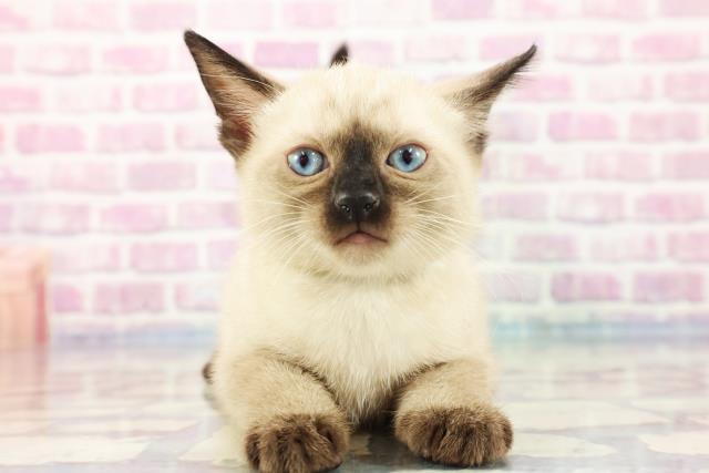 大阪府のバーミーズ (Coo&RIKU和泉店/2023年9月14日生まれ/男の子/プラチナミンク)の子猫
