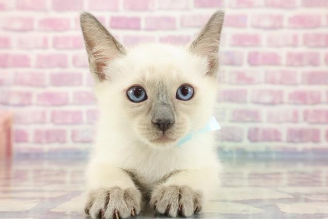 北海道のオリエンタルロングヘア (Coo&RIKU岩見沢店/2023年9月14日生まれ/男の子/ブルーポイント)の子猫