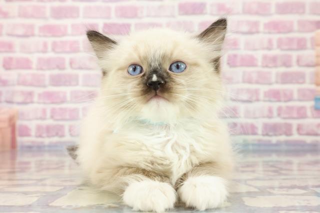 北海道のラグドール (Coo&RIKU岩見沢店/2023年9月14日生まれ/男の子/シールポイントミテッド)の子猫