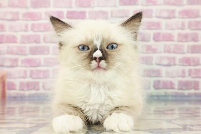 千葉県のラグドール (Coo&RIKU市原店/2023年9月14日生まれ/女の子/シールポイントミテッド)の子猫
