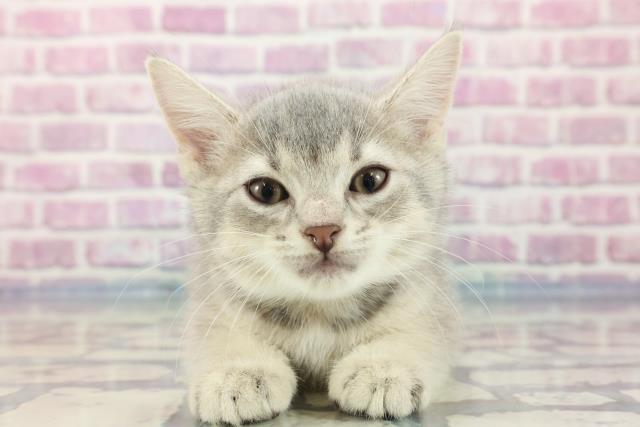 大阪府のアビシニアン (Coo&RIKU心斎橋店/2023年9月14日生まれ/男の子/ブルー)の子猫