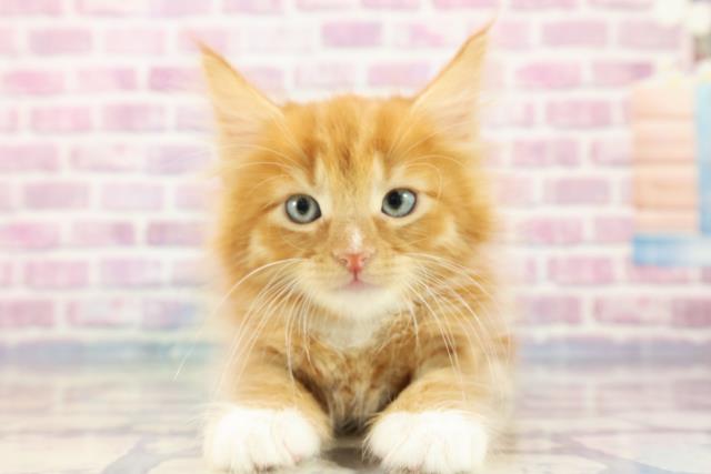 北海道のメインクーン (Coo&RIKU函館店/2023年9月15日生まれ/男の子/レッドタビーホワイト)の子猫