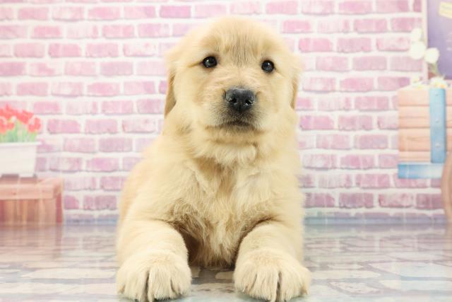 埼玉県のゴールデンレトリバー (Coo&RIKU川越店/2023年9月16日生まれ/女の子/ゴールデン)の子犬