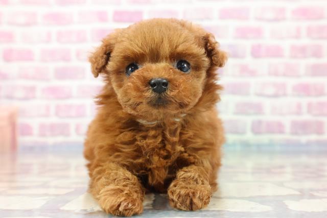 神奈川県のトイプードル (Coo&RIKU相模原店/2023年9月16日生まれ/男の子/レッド(赤))の子犬