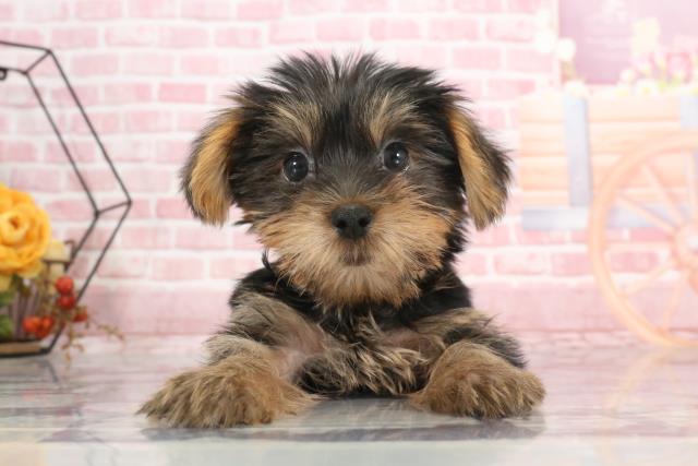 徳島県のヨークシャーテリア (Coo&RIKU徳島店/2023年9月7日生まれ/男の子/スチールブルータン)の子犬