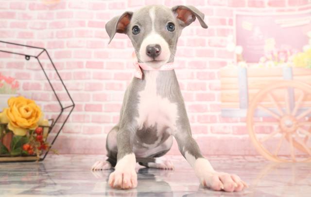 徳島県のイタリアングレーハウンド (Coo&RIKU徳島店/2023年9月18日生まれ/女の子/ブルーホワイト)の子犬