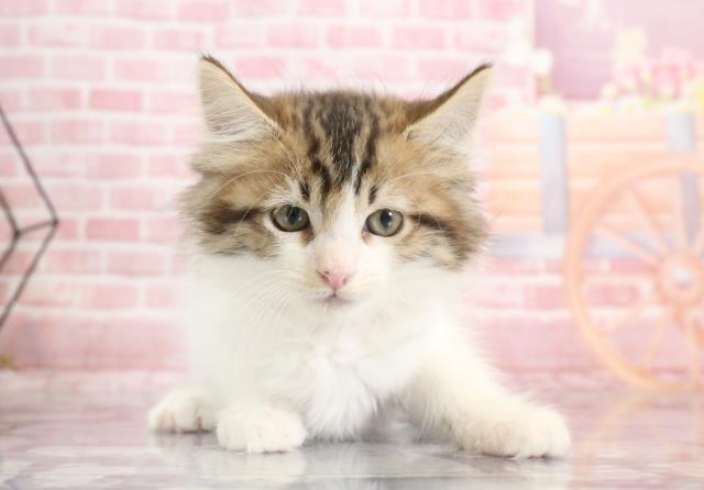 鳥取県のメインクーン (Coo&RIKUラ・ムー鳥取東店/2023年9月14日生まれ/女の子/ブラウンタビーホワイト)の子猫