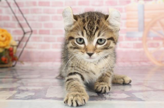 広島県のキンカロー (Coo&RIKU東広島店/2023年9月18日生まれ/男の子/ブラウンタビー)の子猫