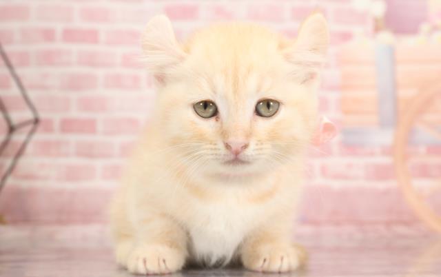 島根県のキンカロー (Coo&RIKU出雲店/2023年9月18日生まれ/女の子/クリームタビー)の子猫