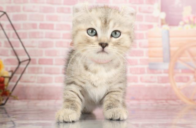 山口県のキンカロー (Coo&RIKUシーモール下関店/2023年9月18日生まれ/女の子/シルバーパッチドタビー)の子猫