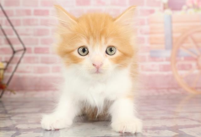 高知県のラガマフィン (Coo&RIKUのいち店/2023年9月18日生まれ/男の子/レッドタビーホワイト)の子猫