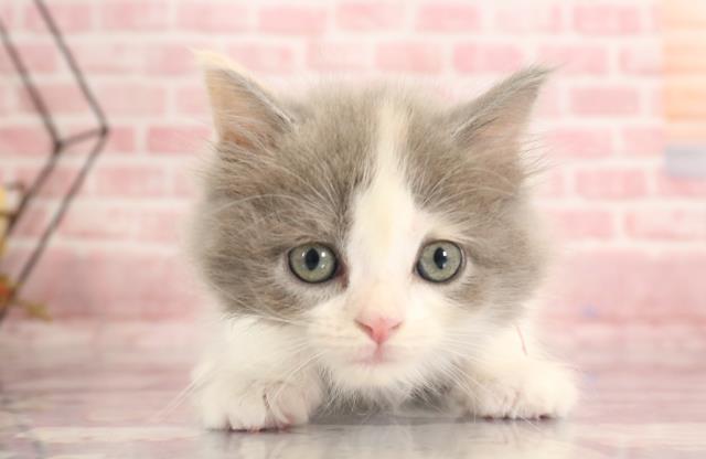 岡山県のラガマフィン (Coo&RIKU岡山店/2023年9月18日生まれ/女の子/ダイリュートキャリコ)の子猫