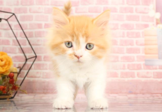 鳥取県のラガマフィン (Coo&RIKUラ・ムー鳥取東店/2023年9月18日生まれ/女の子/レッドタビーホワイト)の子猫