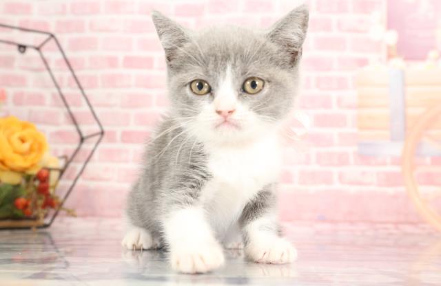 熊本県のブリティッシュショートヘアー (Coo&RIKU熊本店/2023年9月13日生まれ/女の子/ブルータビーホワイト)の子猫