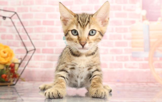 高知県のマンチカン (Coo&RIKUのいち店/2023年9月16日生まれ/男の子/ブラウンスポットタビー)の子猫