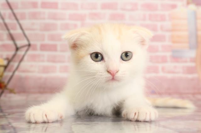 鳥取県のスコティッシュフォールド (Coo&RIKUラ・ムー鳥取東店/2023年9月17日生まれ/男の子/クリームタビーホワイト)の子猫