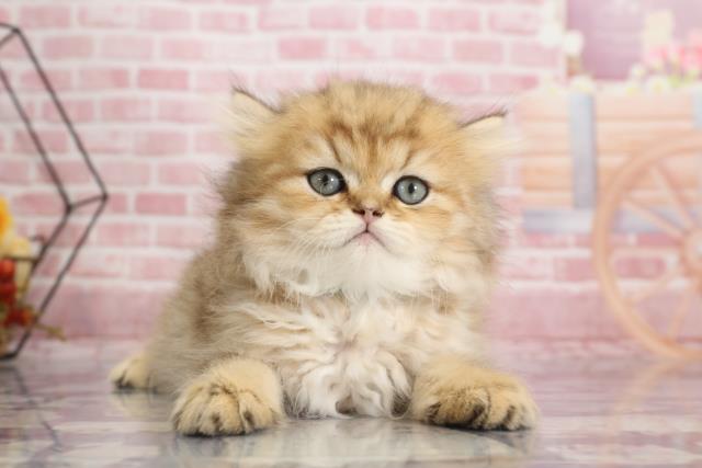 鹿児島県のペルシャ (Coo&RIKU鹿児島店/2023年9月15日生まれ/男の子/チンチラゴールデン)の子猫
