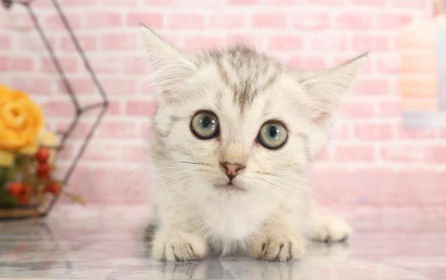 熊本県のマンチカン (Coo&RIKUカリーノ菊陽店/2023年9月5日生まれ/女の子/シルバータビー)の子猫