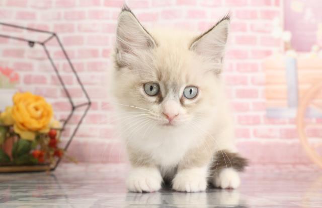 熊本県のラグドール (Coo&RIKU熊本店/2023年9月9日生まれ/女の子/シールリンクスポイントバイカラー)の子猫