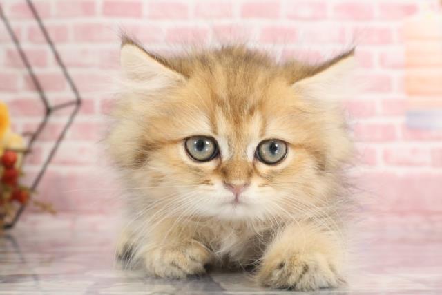 福岡県のペルシャ (Coo&RIKU行橋店/2023年9月5日生まれ/女の子/ブラウンタビー)の子猫