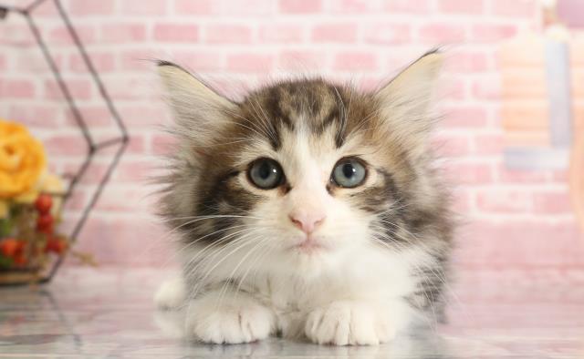 徳島県のノルウェージャンフォレストキャット (Coo&RIKU徳島店/2023年9月11日生まれ/女の子/ブラウンタビーホワイト)の子猫