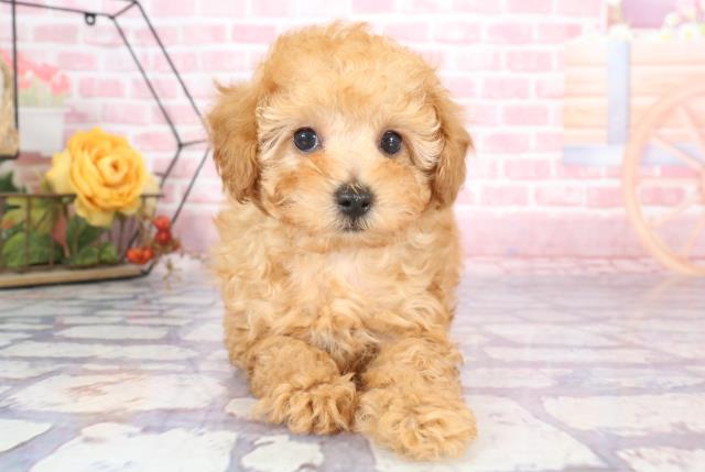 大分県のトイプードル (Coo&RIKU大分店/2023年9月13日生まれ/男の子/アプリコット)の子犬