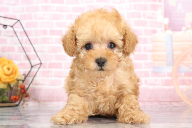 栃木県のティーカッププードル (Coo&RIKU小山店/2023年9月13日生まれ/男の子/アプリコット)の子犬