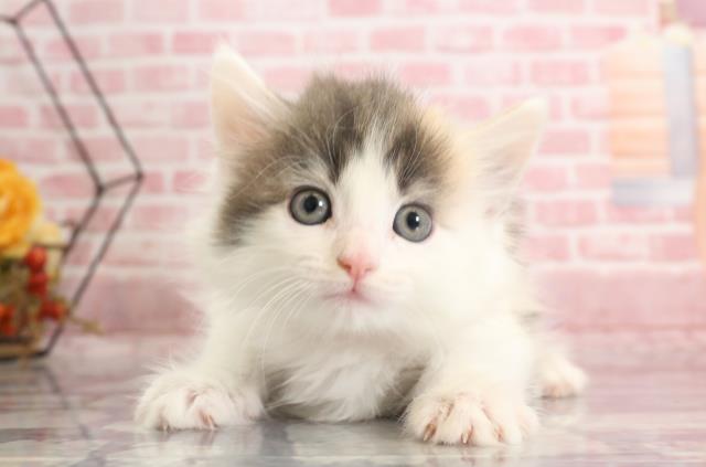長崎県のノルウェージャンフォレストキャット (Coo&RIKU大村店/2023年9月16日生まれ/女の子/ダイリュートキャリコ)の子猫
