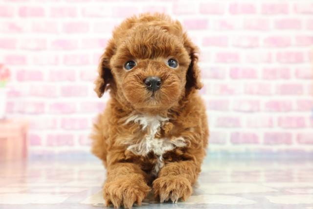 長野県のトイプードル (Coo&RIKU綿半庄内店/2023年9月17日生まれ/女の子/レッド(赤))の子犬
